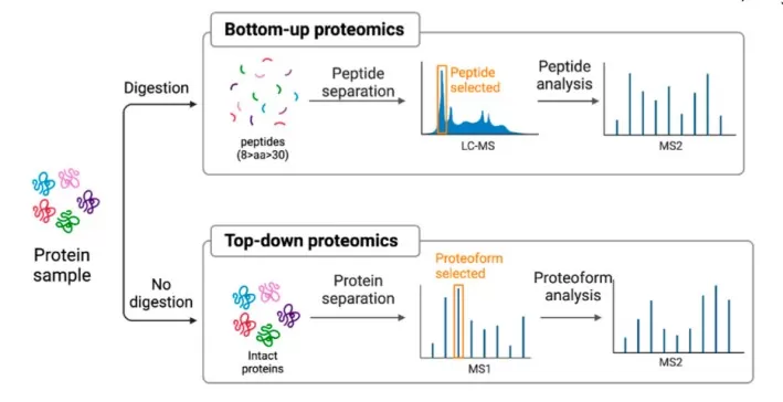 MS-based proteomics is largely divided into bottom-up and top-down approaches.